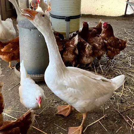 Farmház Assunta Santa Caterina Villarmosa