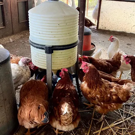 Assunta Santa Caterina Villarmosa