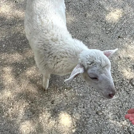 Assunta Santa Caterina Villarmosa